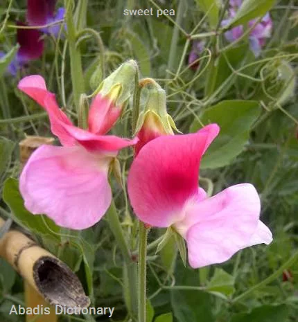 sweet pea